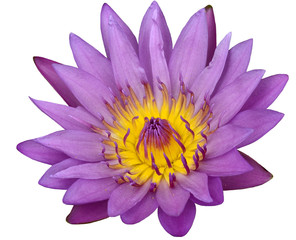 Exotic Pink Waterlily or Lotus flower isolated on white backgrou