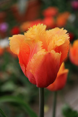 Yellow tulip / Flower bed of unusual yellow-red tulips in Moscow