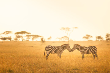 Zebra Love in the Serengeti - obrazy, fototapety, plakaty