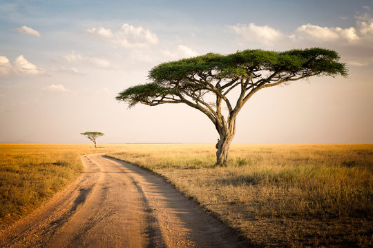 Fototapeta Krajobraz afrykański - Tanzania