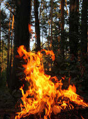 Risk of fire in forest 