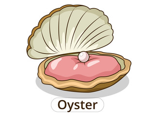 Oyster underwater animal cartoon illustration 