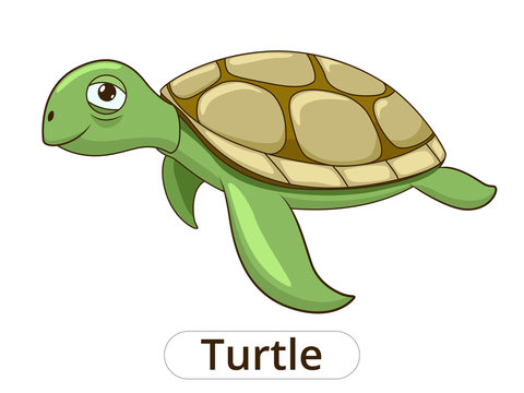 Turtle underwater animal cartoon illustration