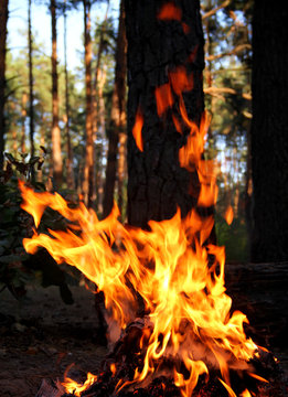 Risk of fire in forest 