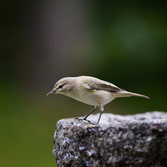Bird feeding sunflower seeds from the feeder.