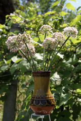Stalk of green onions with inflorescence in vase at country area