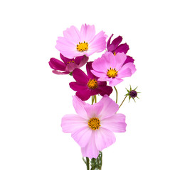 Cosmos flowers