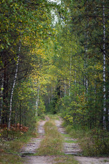 Uneven forest road in summer forest
