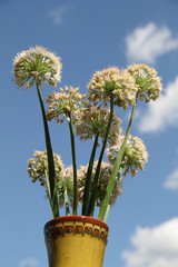 Onion inflorescence on green stalk in vase on blue sky background