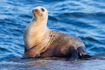 Seals in Children Pool, Point Mencinger, La  Jolla - 93942256