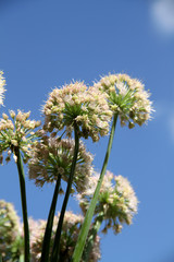 Fototapeta premium Onion inflorescence on blue sky background