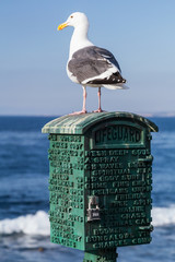 Seagul sitting on post box in La Jolla,  Californoa