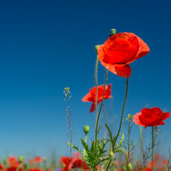 Red poppies field in the sky