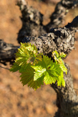 grape vine detail