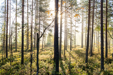 Obraz premium Early sunrise in hazy forest