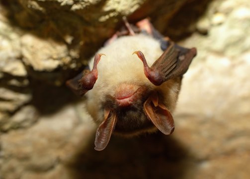 Bechstein's bat (Myotis bechsteinii)