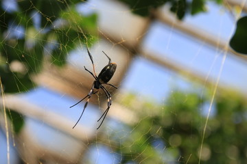 Spider and its hub