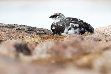 Ptarmigan on rocks