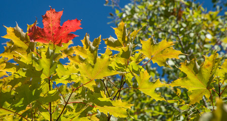 A single red maple leaf with other changing autumn leaves in a forest in northern Michigan.