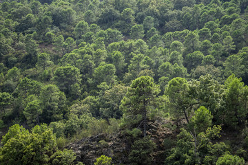 Fototapeta premium Bosque mediterráneo en el sur de España, Andalucía