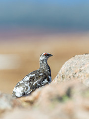 Ptarmigan on rocks