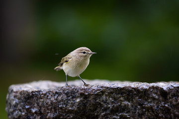 Bird feeding sunflower seeds from the feeder.