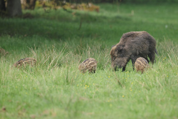 Wild boar sounder in summer meadow
