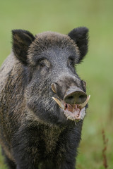 Wild boar portrait on green background