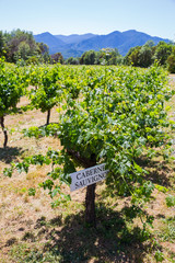 Vineyard Grape Growing