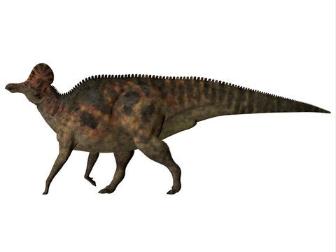 Corythosaurus on White - Corythosaurus is a herbivorous duck-billed dinosaur that lived in North America during the Cretaceous Period.
