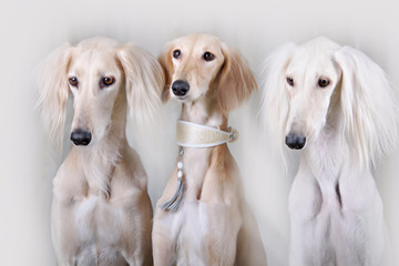 Portrait of three dog breeds Persian Greyhound