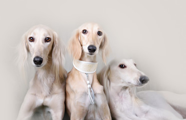 Portrait of three dog breeds Persian Greyhound