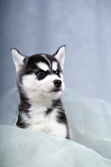 gentle puppy husky and orchids 