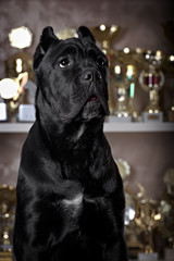 Cane corso black dog