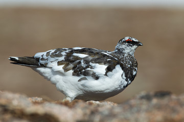 Obraz premium Ptarmigan on rocks