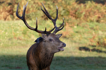 Red Deer stag roaring (Cervus elaphus) & Jackdaw during rut rutting season