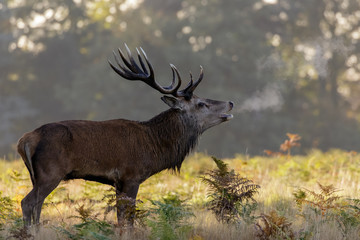 Red Deer Stag (Cervus elaphus) roaring or bugling with breath showing during rut rutting season