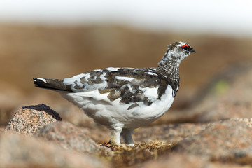 Fototapeta premium Ptarmigan on rocks
