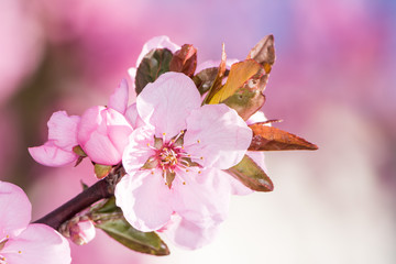 Pink peach blossoms