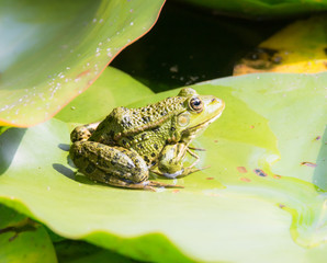 Green frog sitting on a leaf