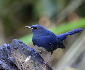 Male of White-bellied Redstart (Hodgsonius phaenicuroides) beaut