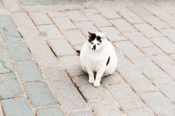 Obese cat looking toward hidden snacks in lawn