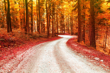 Red and gold color saturated autumn season forest with beautiful winding road. Magical oversaturated forest tree leaves.