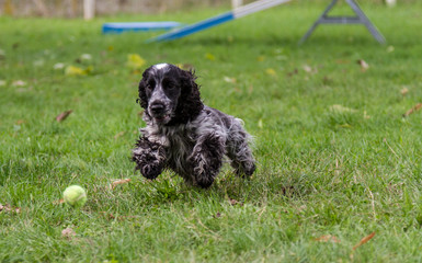 Fototapeta premium English Cocker Spaniel playing fetch and retrieve