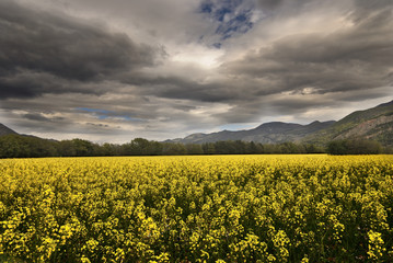 Field of Brassica napus under a cloudy sky, Rapeseed or oilseed rape