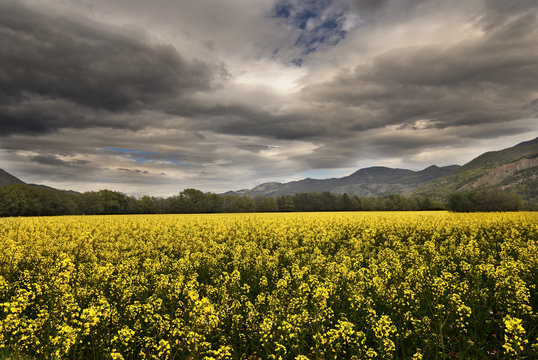 Field of Brassica napus under a cloudy sky, Rapeseed or oilseed rape