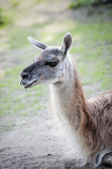 Portrait of sitting llamas