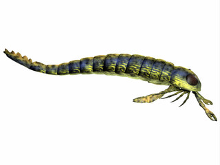 Pterygotus Side Profile - Pterygotus was a predatory sea scorpion that lived all over the world from the Silurian to Devonian Eras.