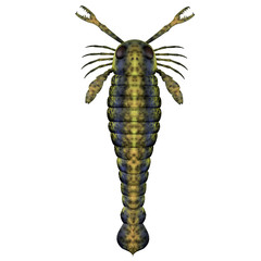 Pterygotus Silurian Scorpion - Pterygotus was a predatory sea scorpion that lived all over the world from the Silurian to Devonian Eras.