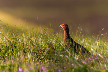 Red Grouse